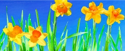  Daffodil Illustration