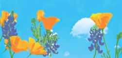 Poppies/Lupin Illustration