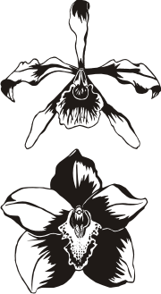 Orchids Illustrations
