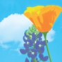 Poppies/Lupin & Daffodil Illustrations